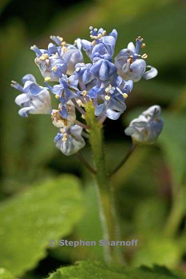 ceanothus diversifolius 3 graphic